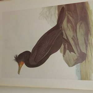 Double Crested Cormorant, Plate 166